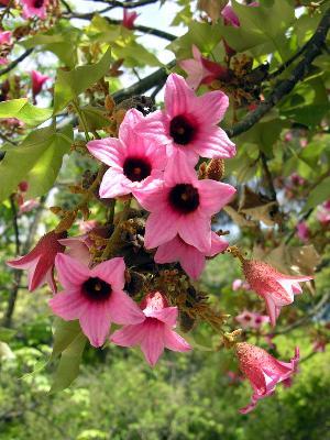 Brachychiton discolor