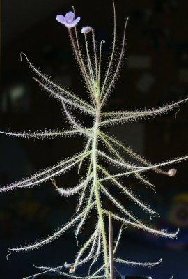 Byblis liniflora