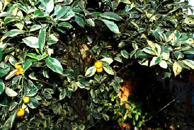Citrus madurensis