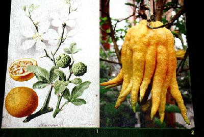 Citrus medica