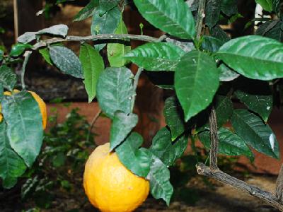 Citrus sinensis