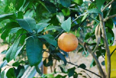 Citrus paradisi