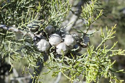 Callitris roei