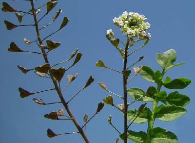 Capsella bursa-pastoris