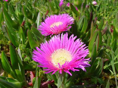 Carpobrotus acinaciformis