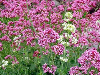 Centranthus ruber