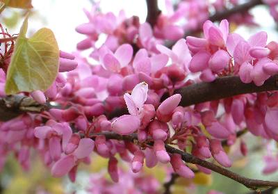 Cercis siliquastrum