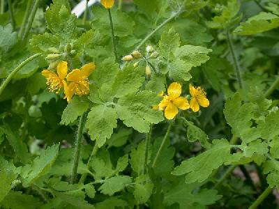 Chelidonium majus