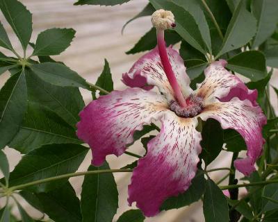 Chorisia speciosa