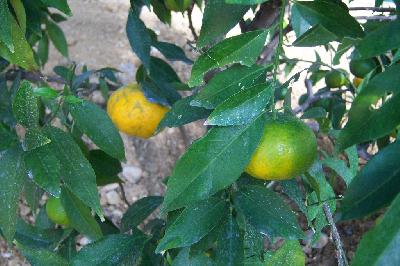 Citrus deliciosa