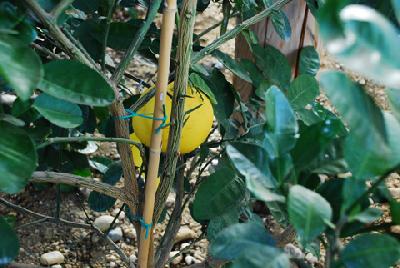 Citrus grandis