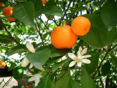 Citrus reticulata.
