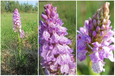 Dactylorhiza maculata