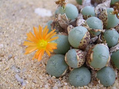 Conophytum sp.