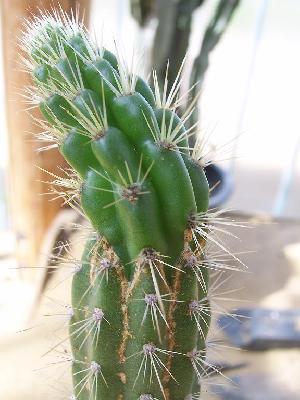 Corryocactus urmiriensis