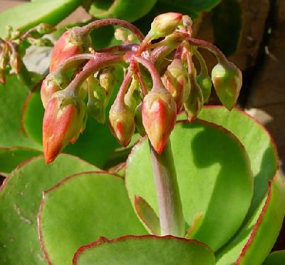 Cotyledon macrantha