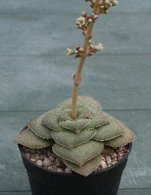 Crassula hemisphaerica