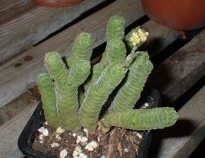 Crassula columella