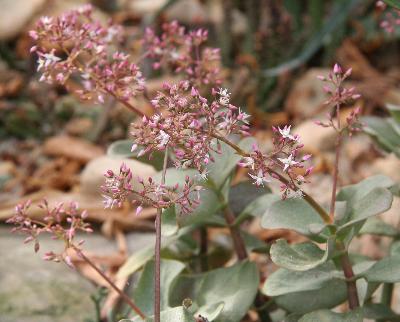 Crassula multicava