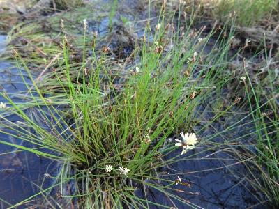 Rhynchospora alba