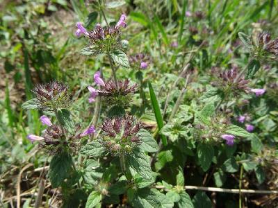 Calamintha clinopodium