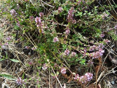 Thymus serpyllum