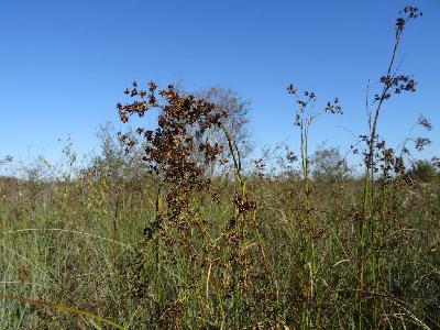 Cladium mariscus