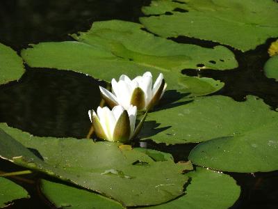 Nymphea alba