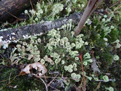 Cladonia fimbriata