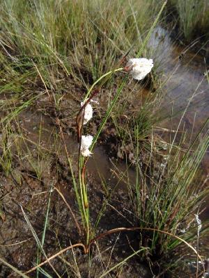 Eriophorum angustifolium?