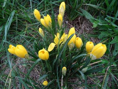 Sternbergia lutea