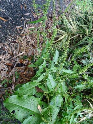 Rumex acetosa
