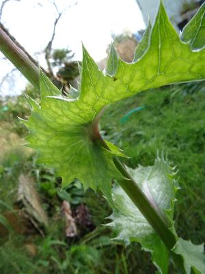 Sonchus asper