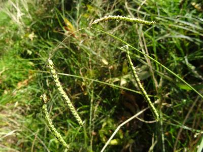 Paspalum dilatatum