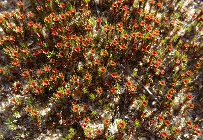 Polytrichum juniperinum