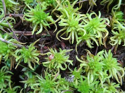 Sphagnum denticulatum