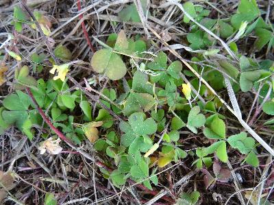Oxalis corniculata