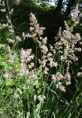 Dactylis glomerata
