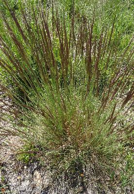 Pseudarrhenatherum longifolium