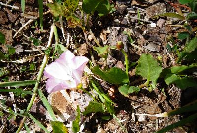 Convolvulus arvensis