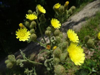 Andryala integrifolia