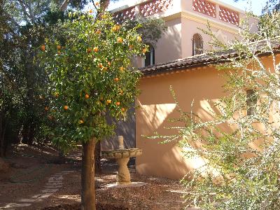 Citrus aurantium