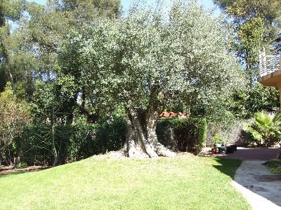Olea europaea