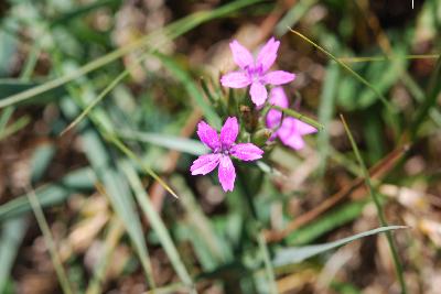 Dianthus armeria