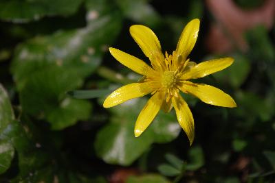 Ranunculus ficaria