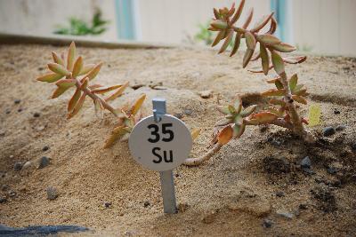 Sedum nussbaumerianum