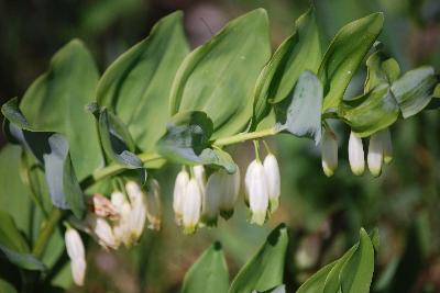 Polygonatum multiflorum
