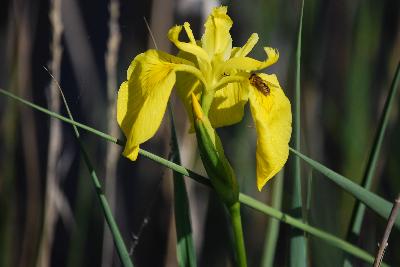 Iris pseudacorus