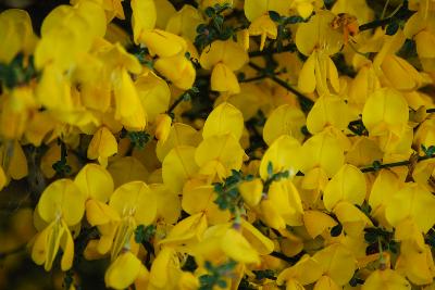 Cytisus scoparius