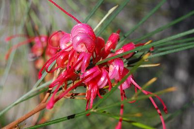 Grevillea johnsonii